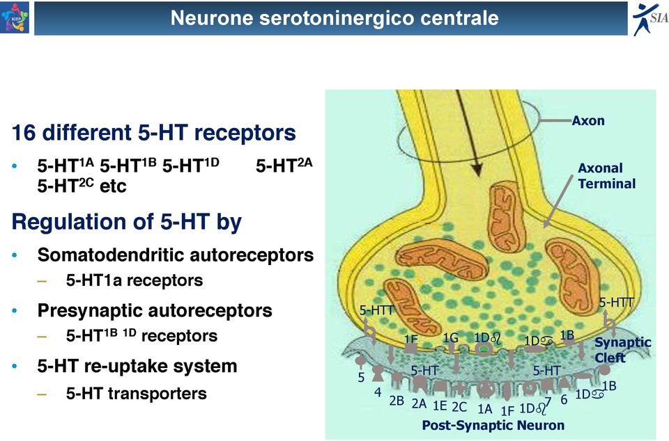 COLPA E STRESS Regulation RAPPORTI SESSUALI of 5-HT RAPPORTI by NON FREQUENTI SESSUALI NON FREQUE BASSA AUTOSTIMA BASSA AUTOSTIMA Somatodendritic autoreceptors DEPRESSIONE DEPRESSIONE 5-HT1a