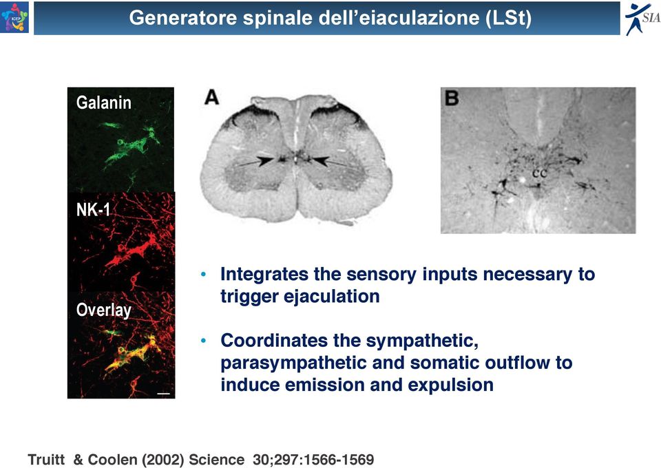 SESSUALI NON FREQUE BASSA AUTOSTIMA BASSA AUTOSTIMA DEPRESSIONE DEPRESSIONE Integrates the sensory inputs necessary to SCARSE TECNICHE SCARSE DI CONTROLLO TECNICHE DELL'EIACULAZIONE DI CONTROLLO