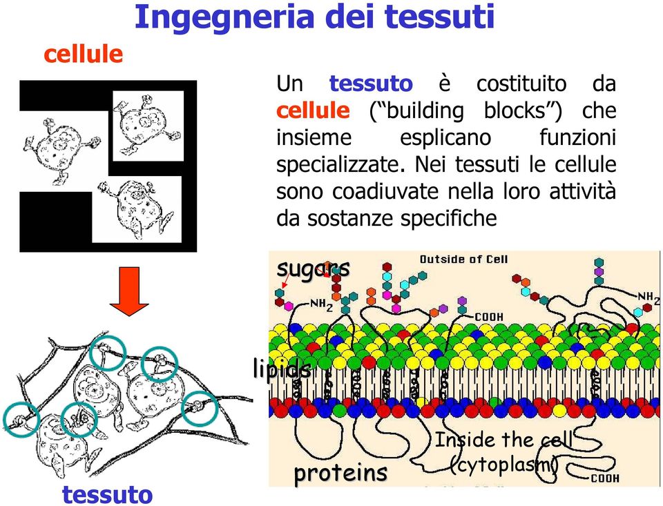 Nei tessuti le cellule sono coadiuvate nella loro attività da