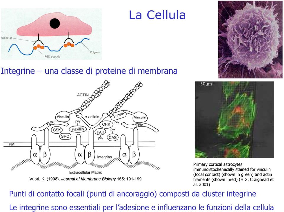 (focal contact) (shown in green) and actin filaments (shown inred) (H.G. Craighead et al.