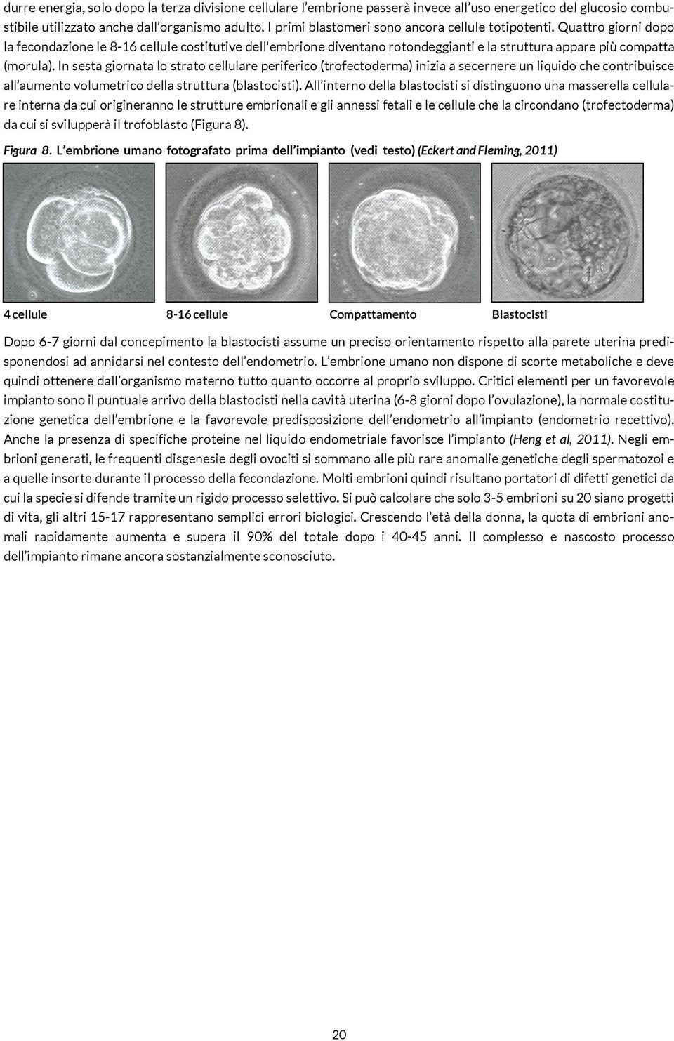 In sesta giornata lo strato cellulare periferico (trofectoderma) inizia a secernere un liquido che contribuisce all aumento volumetrico della struttura (blastocisti).