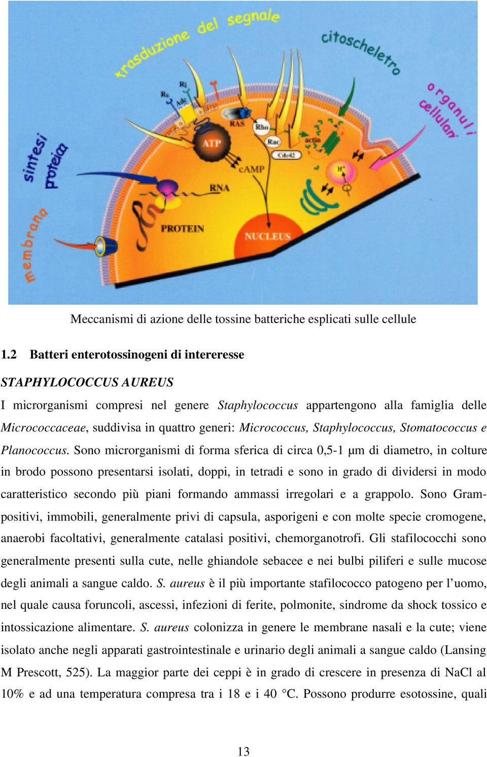 Micrococcus, Staphylococcus, Stomatococcus e Planococcus.