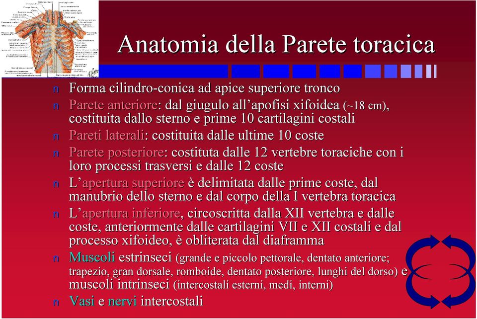 dalle prime coste, dal maubrio dello stero e dal corpo della I vertebra toracica L apertura iferiore,, circoscritta dalla XII vertebra e dalle coste, ateriormete dalle cartilagii VII e XII costali e