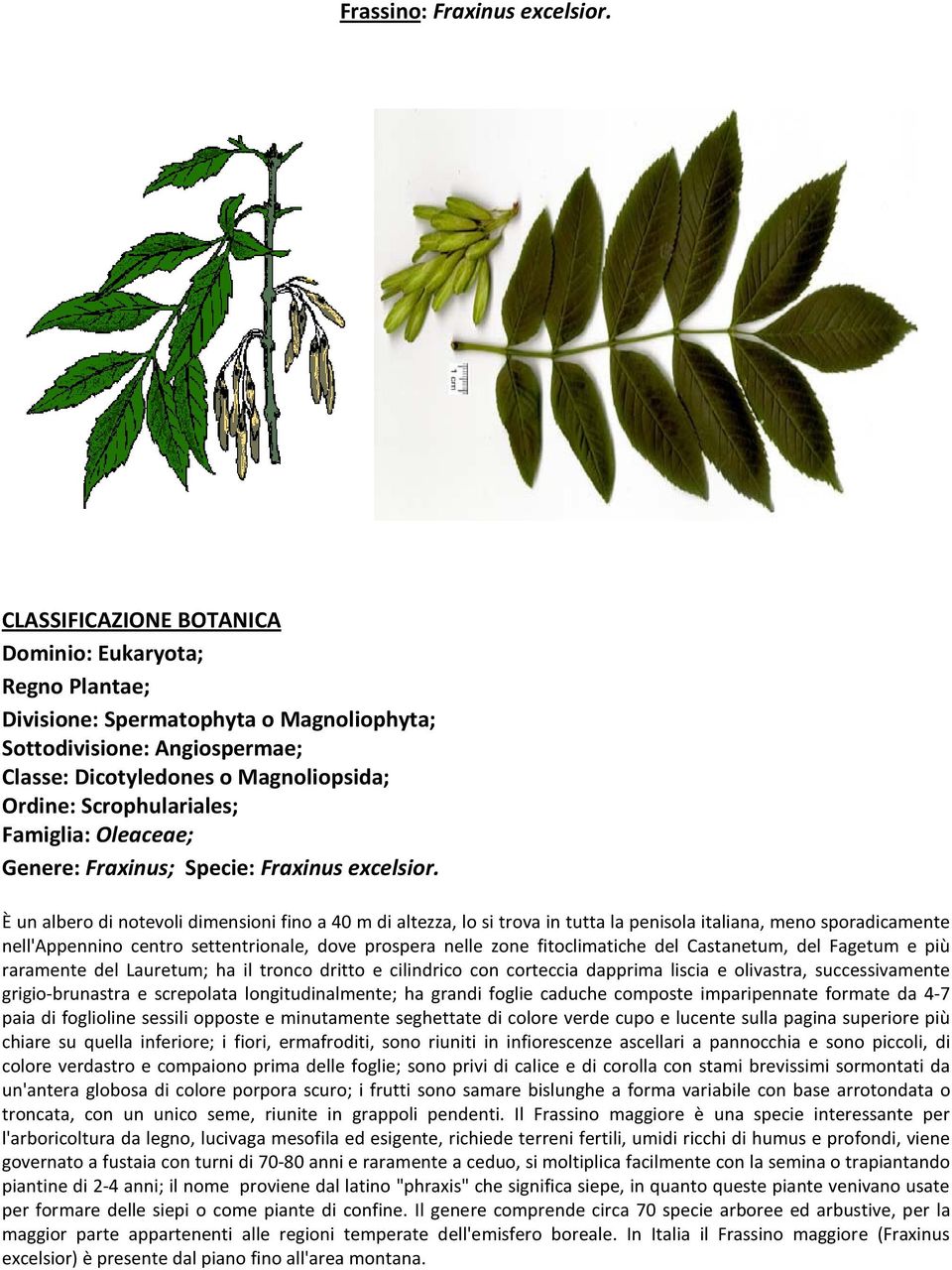 del Castanetum, del Fagetum e più raramente del Lauretum; ha il tronco dritto e cilindrico con corteccia dapprima liscia e olivastra, successivamente grigio-brunastra e screpolata longitudinalmente;