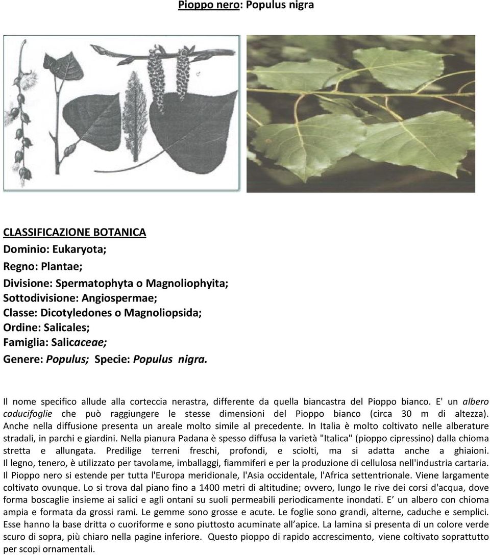 E' un albero caducifoglie che può raggiungere le stesse dimensioni del Pioppo bianco (circa 30 m di altezza). Anche nella diffusione presenta un areale molto simile al precedente.