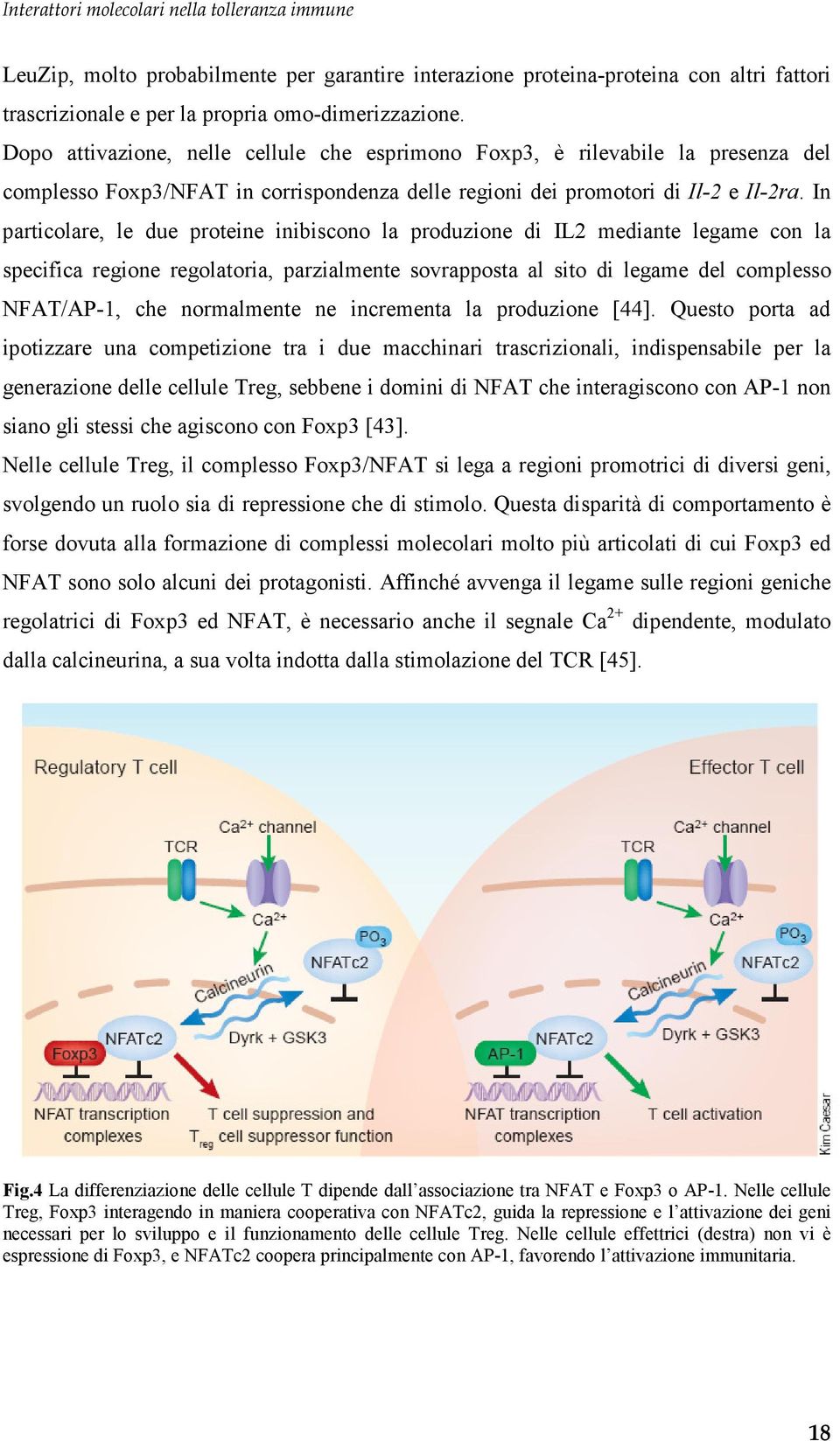 In particolare, le due proteine inibiscono la produzione di IL2 mediante legame con la specifica regione regolatoria, parzialmente sovrapposta al sito di legame del complesso NFAT/AP-1, che