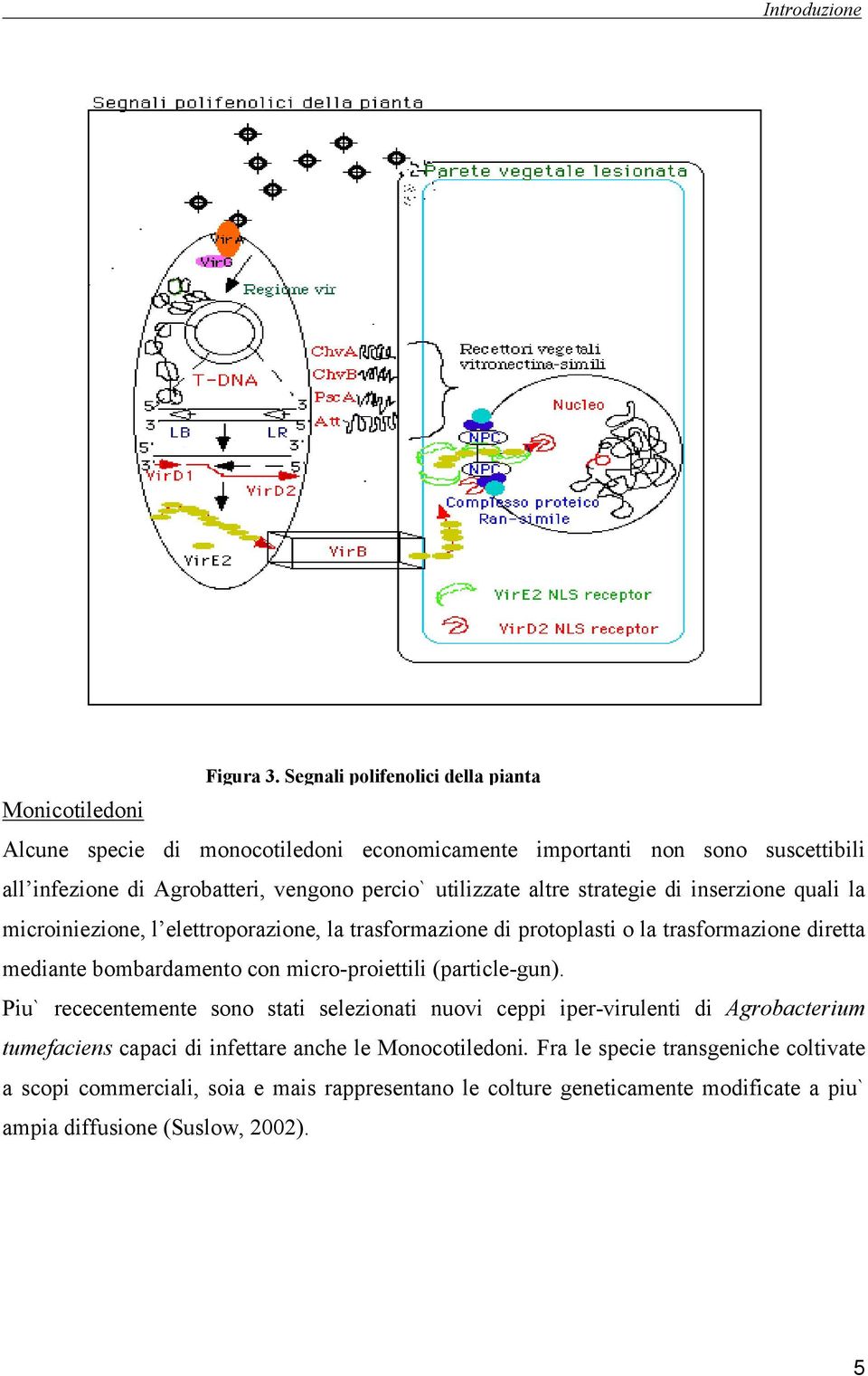 utilizzate altre strategie di inserzione quali la microiniezione, l elettroporazione, la trasformazione di protoplasti o la trasformazione diretta mediante bombardamento con