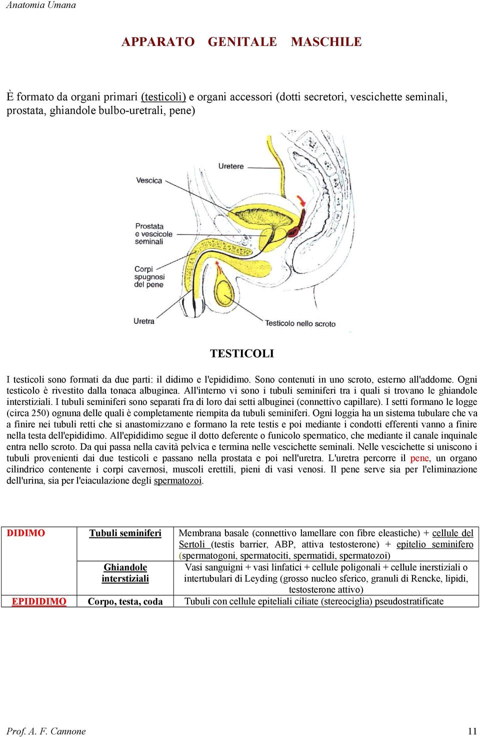 All'interno vi sono i tubuli seminiferi tra i quali si trovano le ghiandole interstiziali. I tubuli seminiferi sono separati fra di loro dai setti albuginei (connettivo capillare).