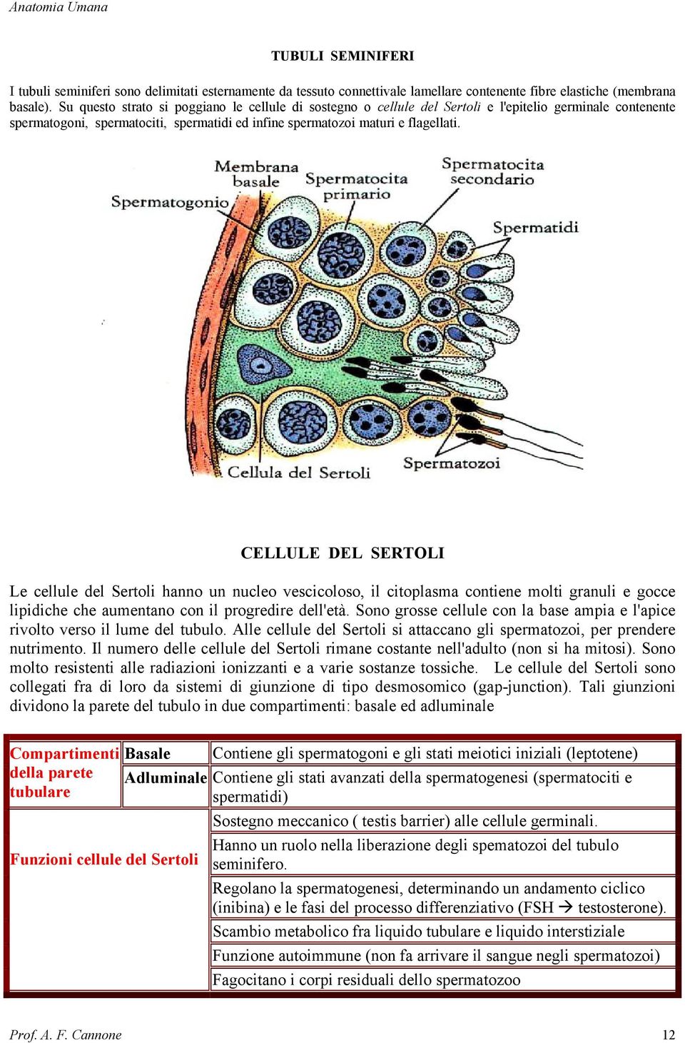 CELLULE DEL SERTOLI Le cellule del Sertoli hanno un nucleo vescicoloso, il citoplasma contiene molti granuli e gocce lipidiche che aumentano con il progredire dell'età.