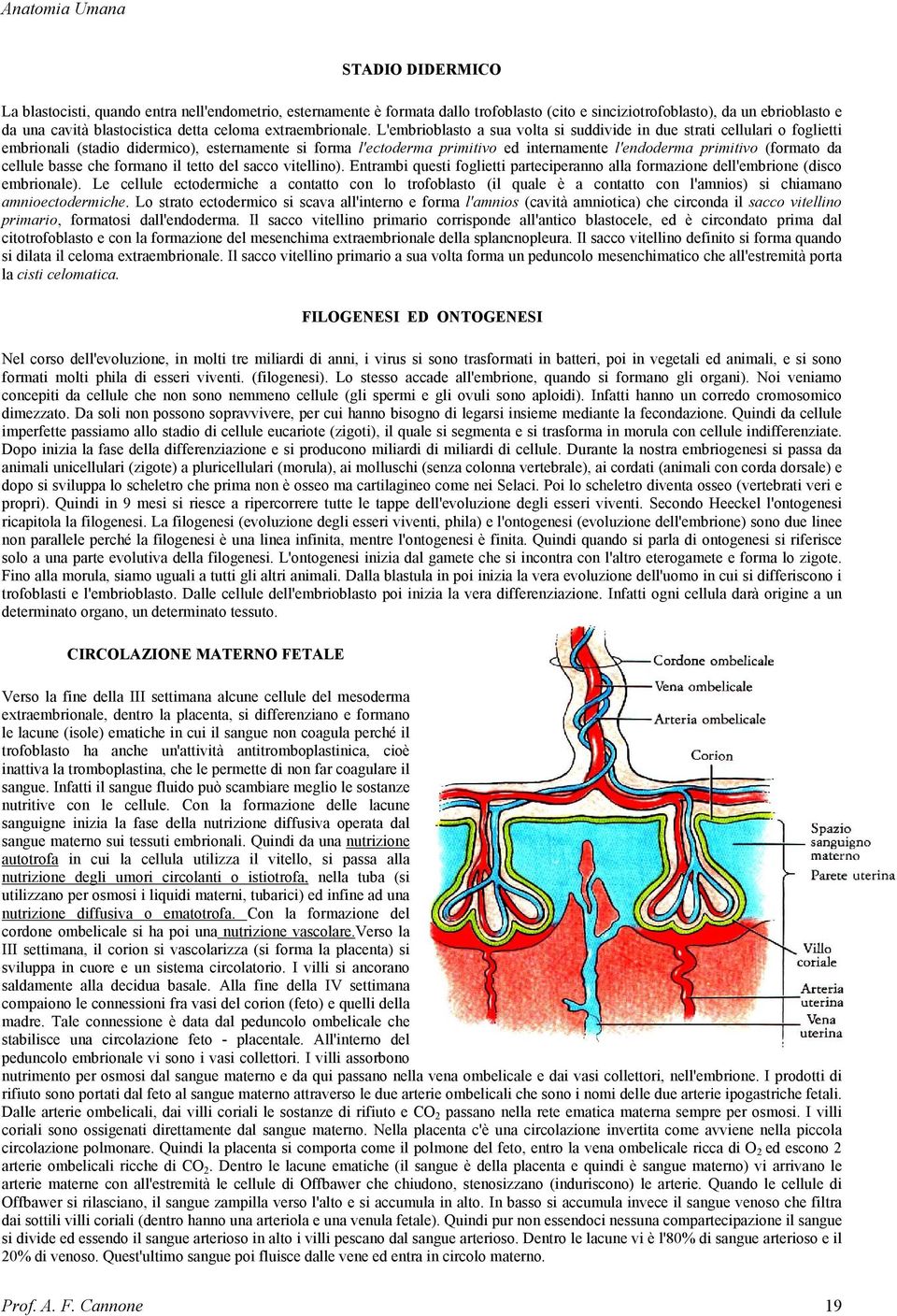 L'embrioblasto a sua volta si suddivide in due strati cellulari o foglietti embrionali (stadio didermico), esternamente si forma l'ectoderma primitivo ed internamente l'endoderma primitivo (formato