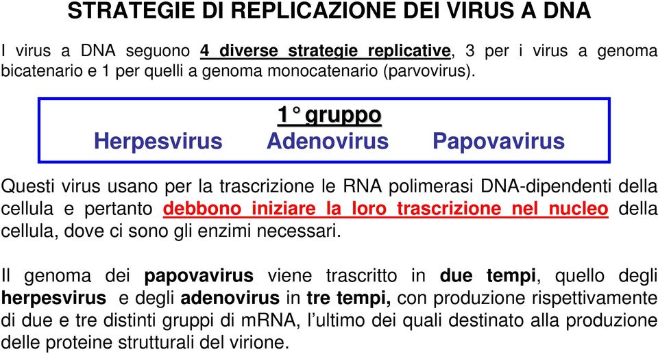 1 gruppo Herpesvirus Adenovirus Papovavirus Questi virus usano per la trascrizione le RNA polimerasi DNA-dipendenti della cellula e pertanto debbono iniziare la loro