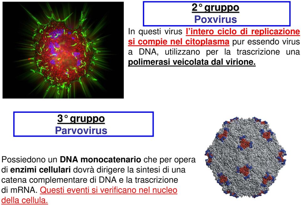 3 gruppo Parvovirus Possiedono un DNA monocatenario che per opera di enzimi cellulari dovrà dirigere