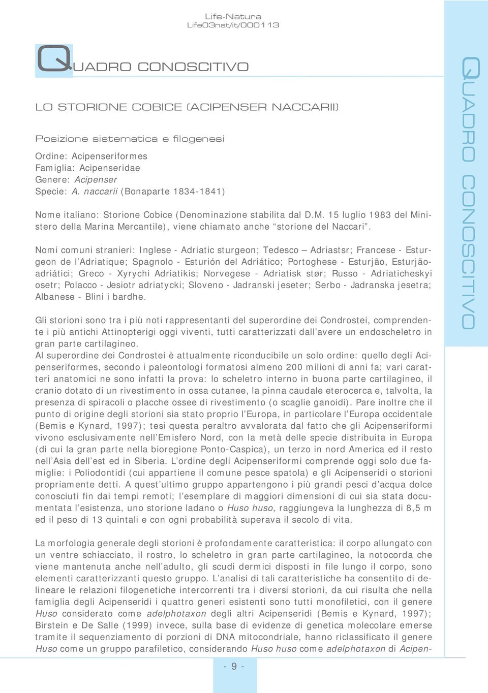 15 luglio 1983 del Ministero della Marina Mercantile), viene chiamato anche storione del Naccari.