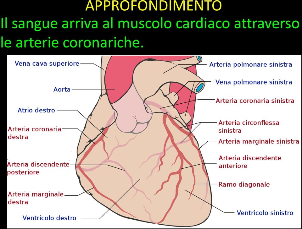 muscolo cardiaco