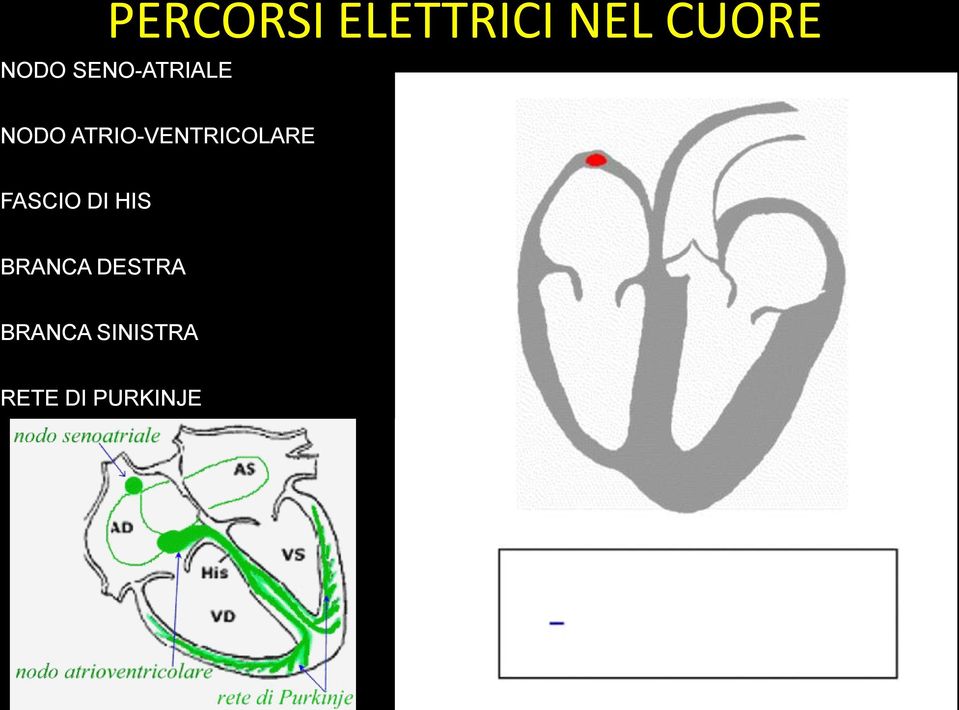 ATRIO-VENTRICOLARE FASCIO DI HIS