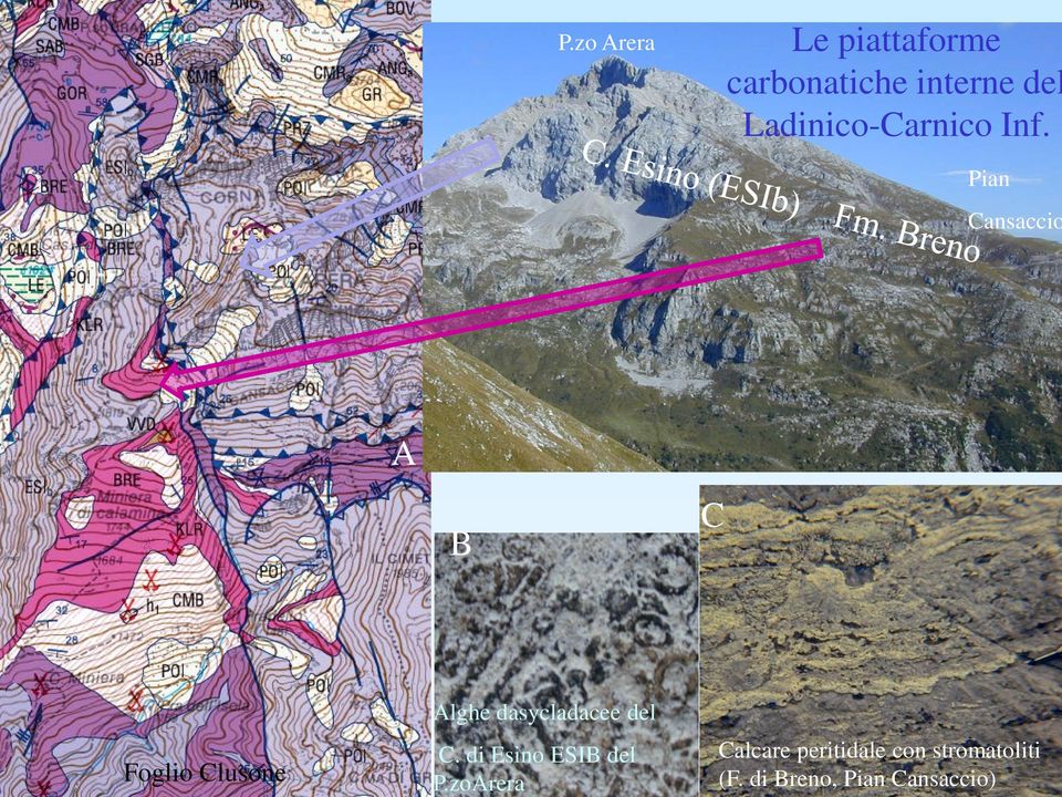 Pian Cansaccio A B C Foglio Clusone Alghe dasycladacee del C.