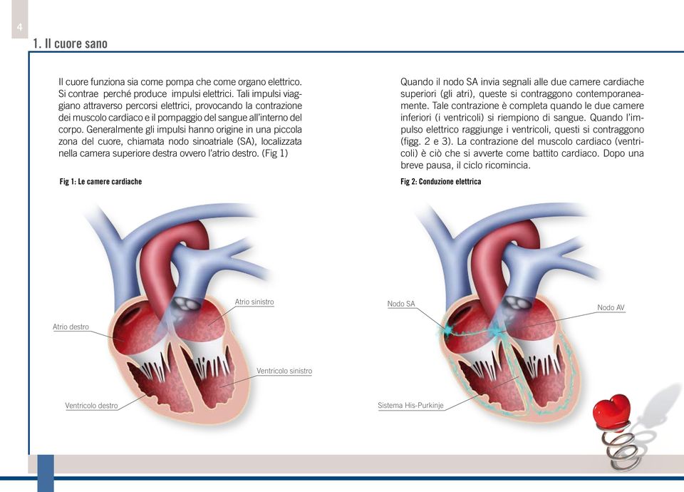 Generalmente gli impulsi hanno origine in una piccola zona del cuore, chiamata nodo sinoatriale (SA), localizzata nella camera superiore destra ovvero l atrio destro.