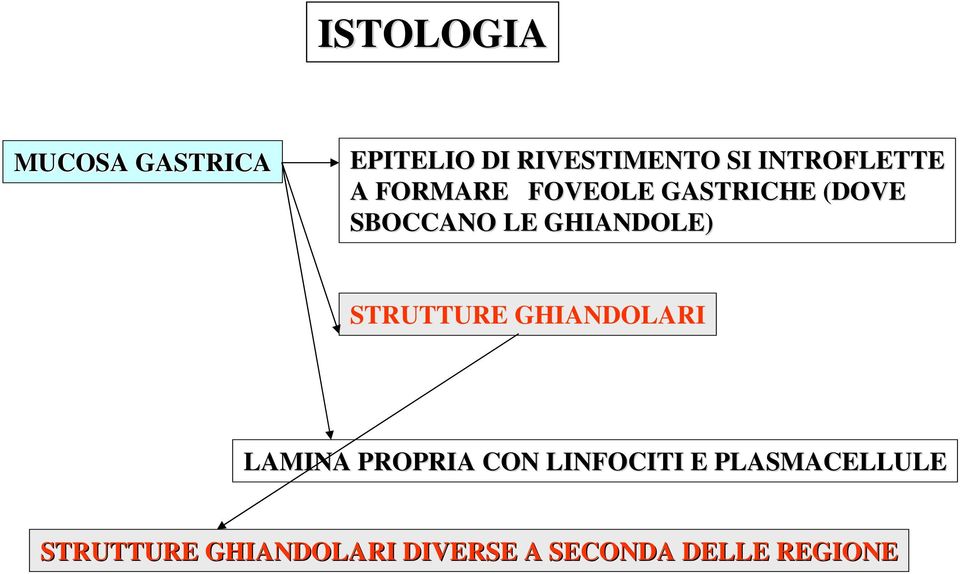 GHIANDOLE) STRUTTURE GHIANDOLARI LAMINA PROPRIA CON