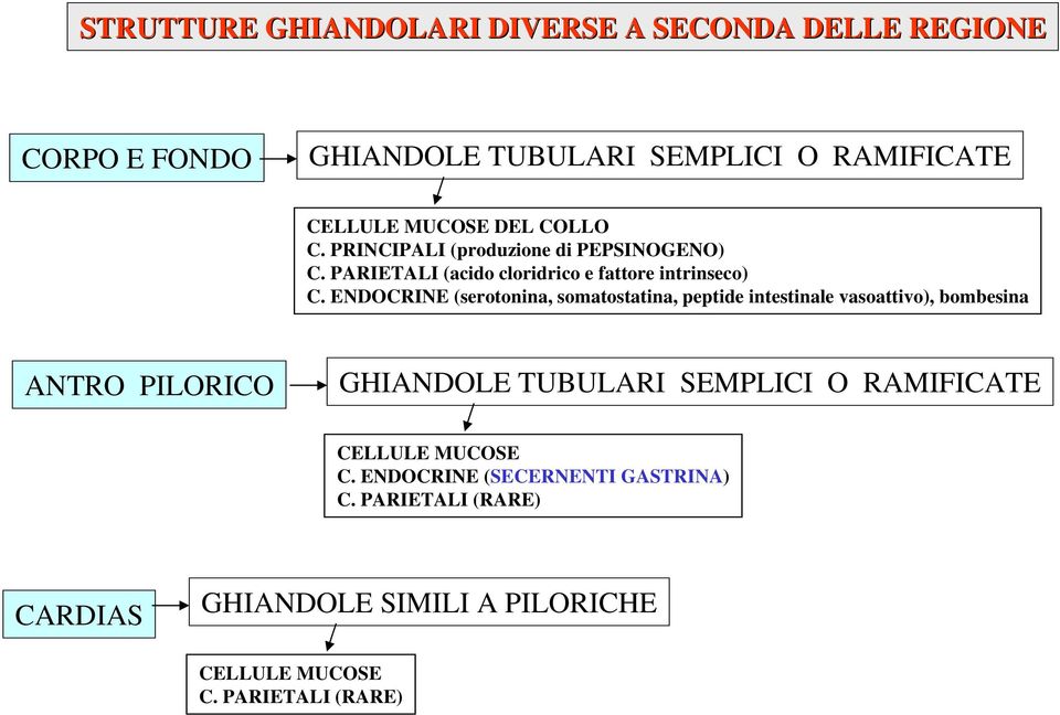 ENDOCRINE (serotonina, somatostatina, peptide intestinale vasoattivo), bombesina ANTRO PILORICO GHIANDOLE TUBULARI SEMPLICI O