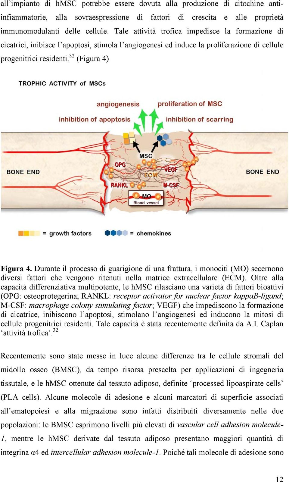 Durante il processo di guarigione di una frattura, i monociti (MO) secernono diversi fattori che vengono ritenuti nella matrice extracellulare (ECM).