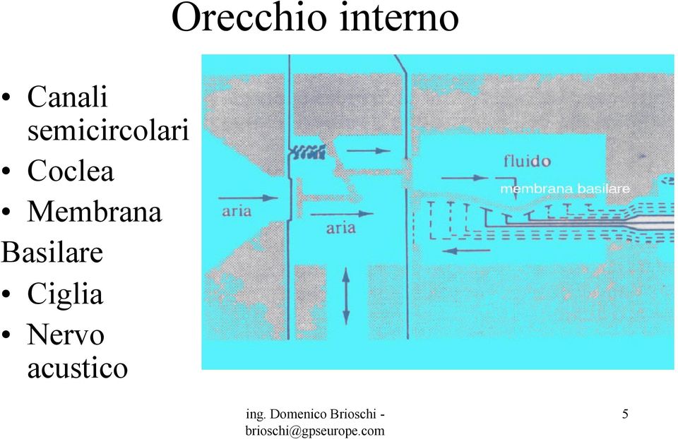 Coclea Membrana