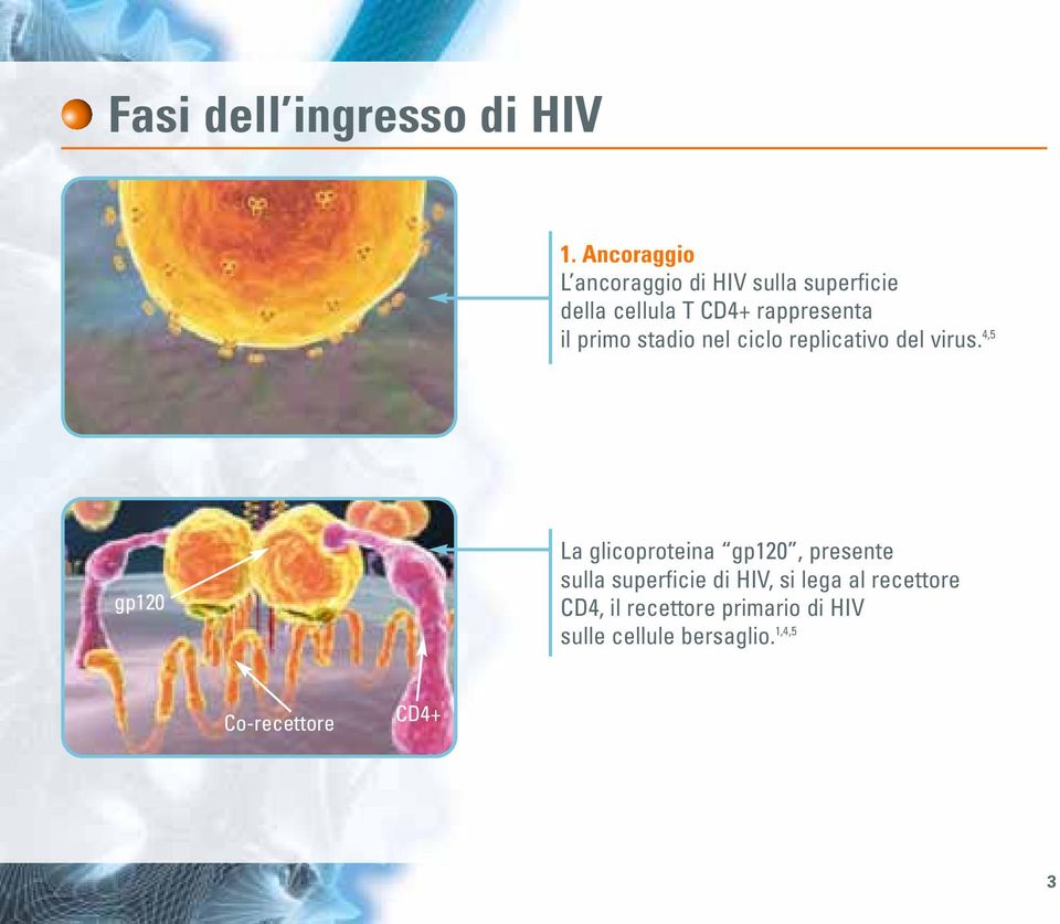 il primo stadio nel ciclo replicativo del virus.