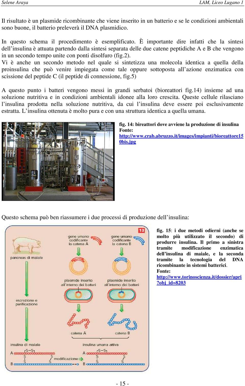 È importante dire infatti che la sintesi dell insulina è attuata partendo dalla sintesi separata delle due catene peptidiche A e B che vengono in un secondo tempo unite con ponti disolfuro (fig.2).