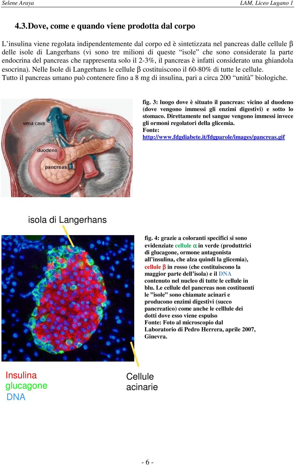 Nelle Isole di Langerhans le cellule β costituiscono il 60-80% di tutte le cellule. Tutto il pancreas umano può contenere fino a 8 mg di insulina, pari a circa 200 unità biologiche. fig.