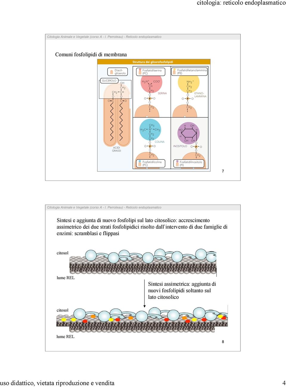 di enzimi: scramblasi e flippasi citosol lume REL Sintesi assimetrica: aggiunta di nuovi
