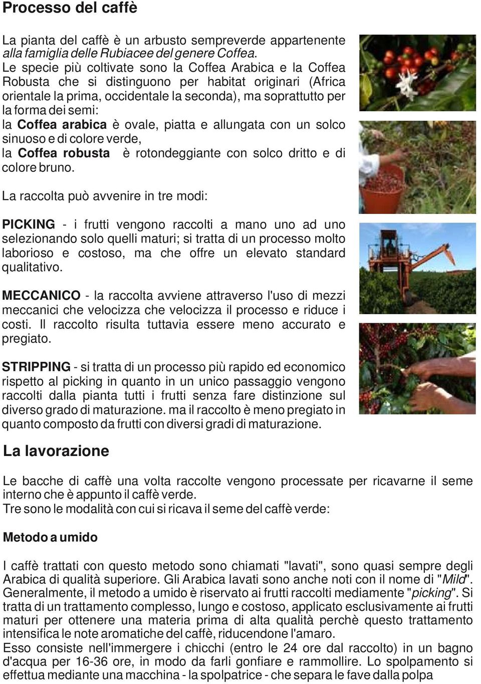 la Coffea arabica è ovale, piatta e allungata con un solco sinuoso e di colore verde, la Coffea robusta è rotondeggiante con solco dritto e di colore bruno.