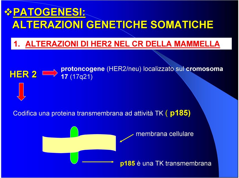 (HER2/neu) localizzato sul cromosoma 17 (17q21) Codifica una