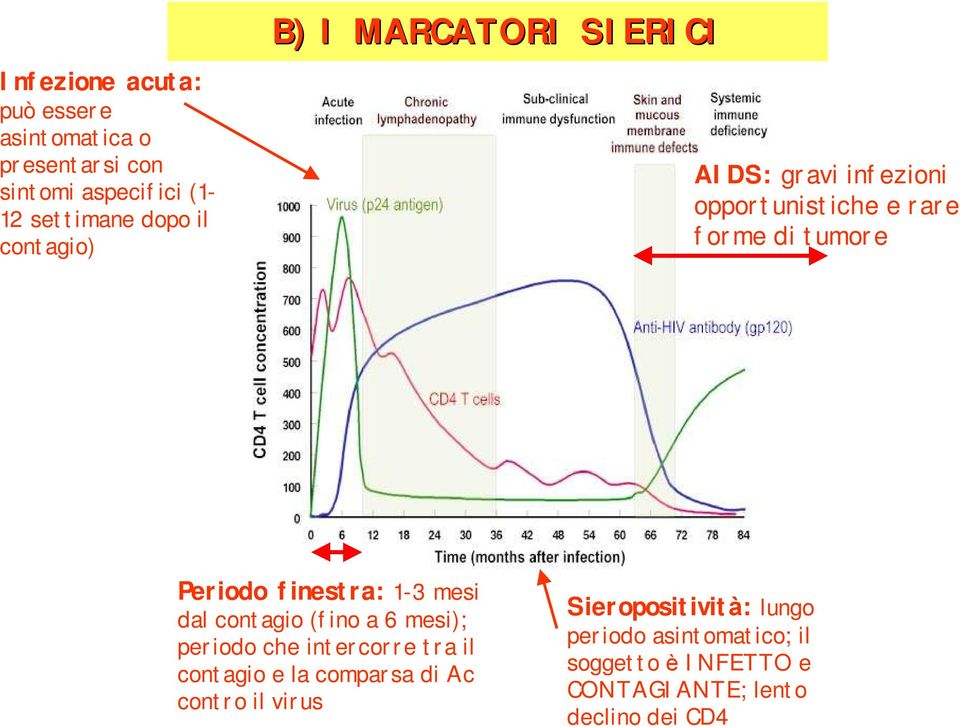 finestra: 1-3 mesi dal contagio (fino a 6 mesi); periodo che intercorre tra il contagio e la comparsa di Ac