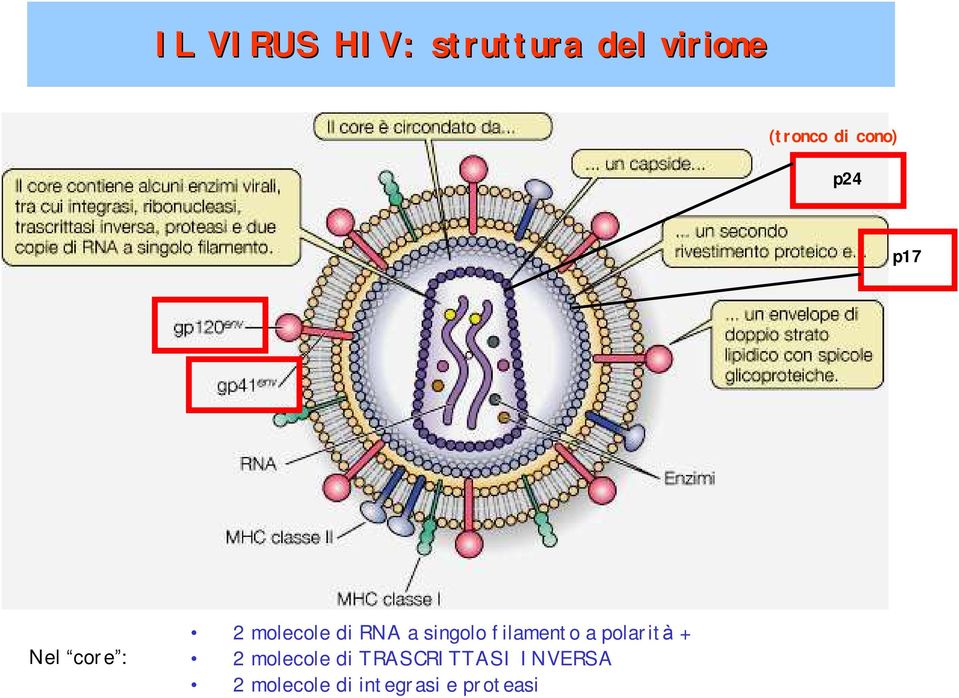 singolo filamento a polarità + 2 molecole di