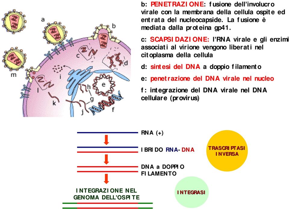 c: SCAPSIDAZIONE: l RNA virale e gli enzimi associati al virione vengono liberati nel citoplasma della cellula d: sintesi del DNA