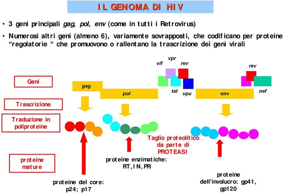 virali vif vpr rev rev Geni gag pol tat vpu env nef Trascrizione Traduzione in poliproteine proteine mature proteine