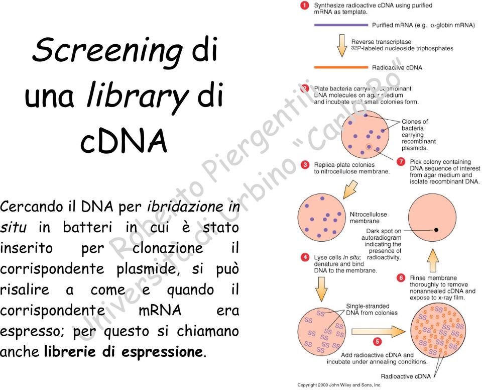 corrispondente plasmide, si può risalire a come e quando il