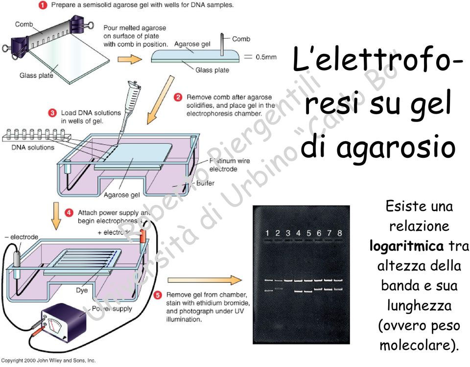 logaritmica tra altezza della