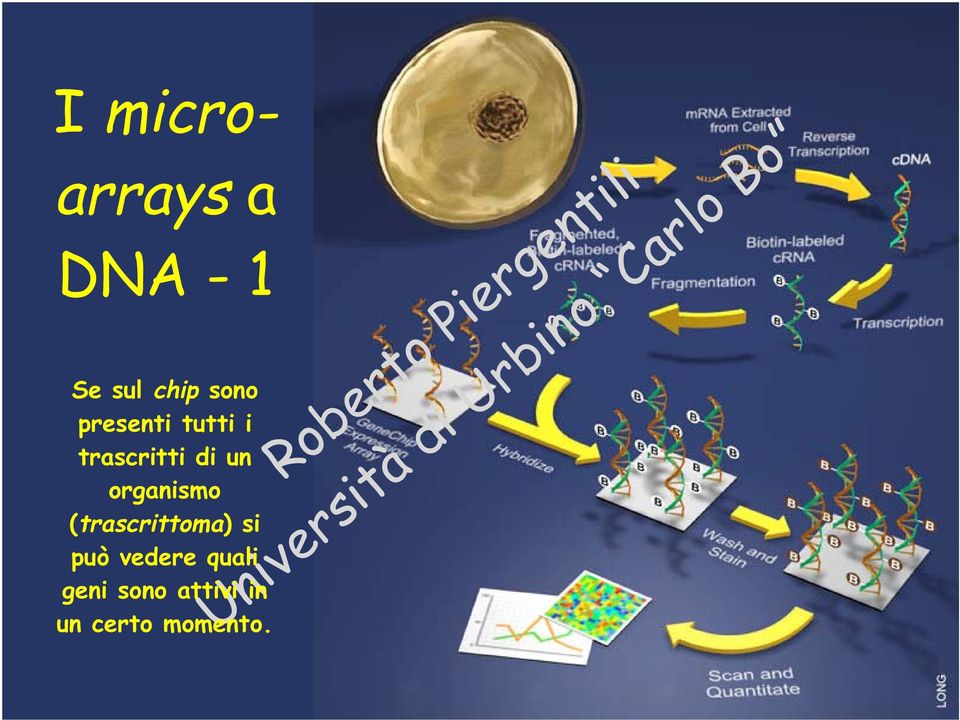 organismo (trascrittoma) si può vedere