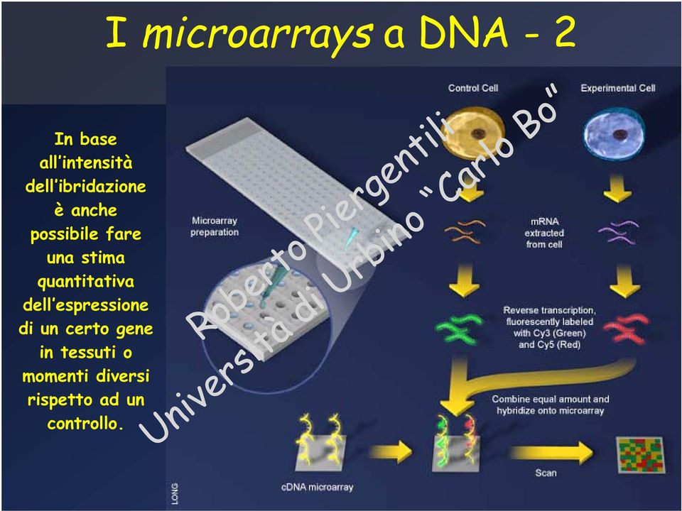 espressione di un certo gene in tessuti o