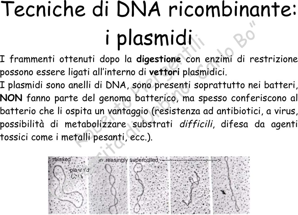 Iplasmidi sono anelli di DNA, sono presenti soprattutto nei batteri, NON fanno parte del genoma batterico, ma spesso