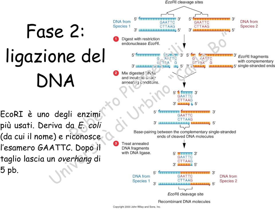 coli (da cui il nome) e riconosce l