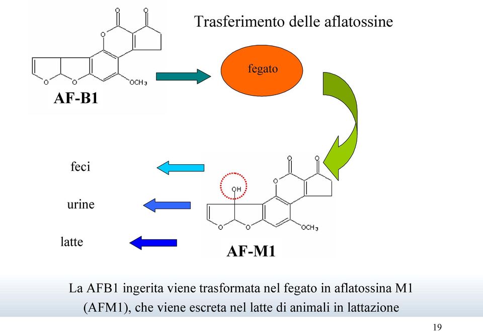 AF-M1 La AFB1 ingerita viene trasformata nel fegato in