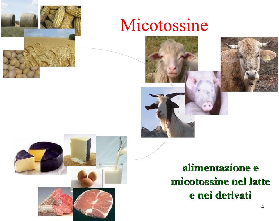 micotossine nel