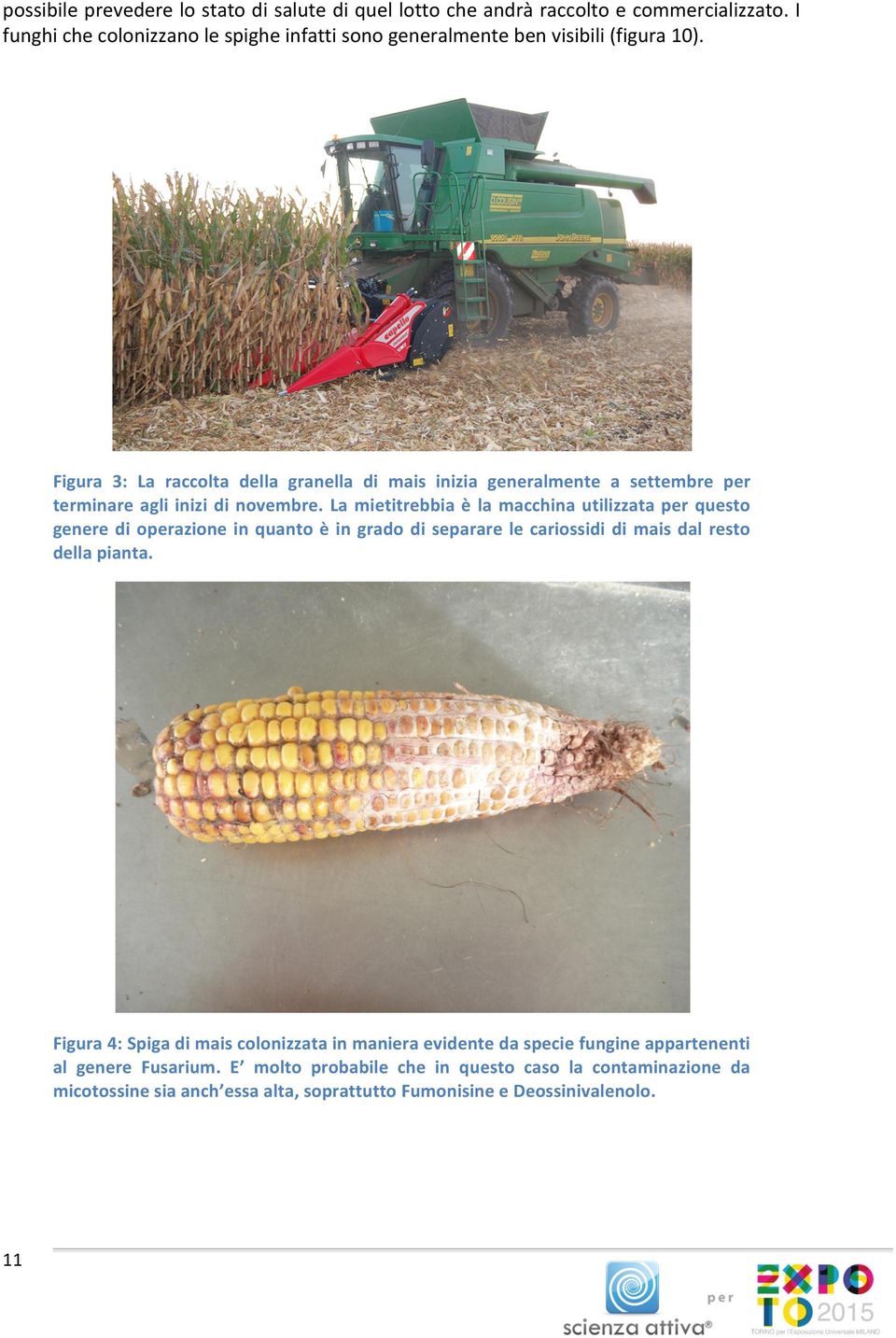 Figura 3: La raccolta della granella di mais inizia generalmente a settembre per terminare agli inizi di novembre.