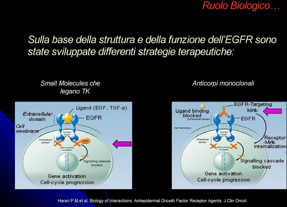 Molecules che legano TK Anticorpi monoclonali Harari P.M.et al.