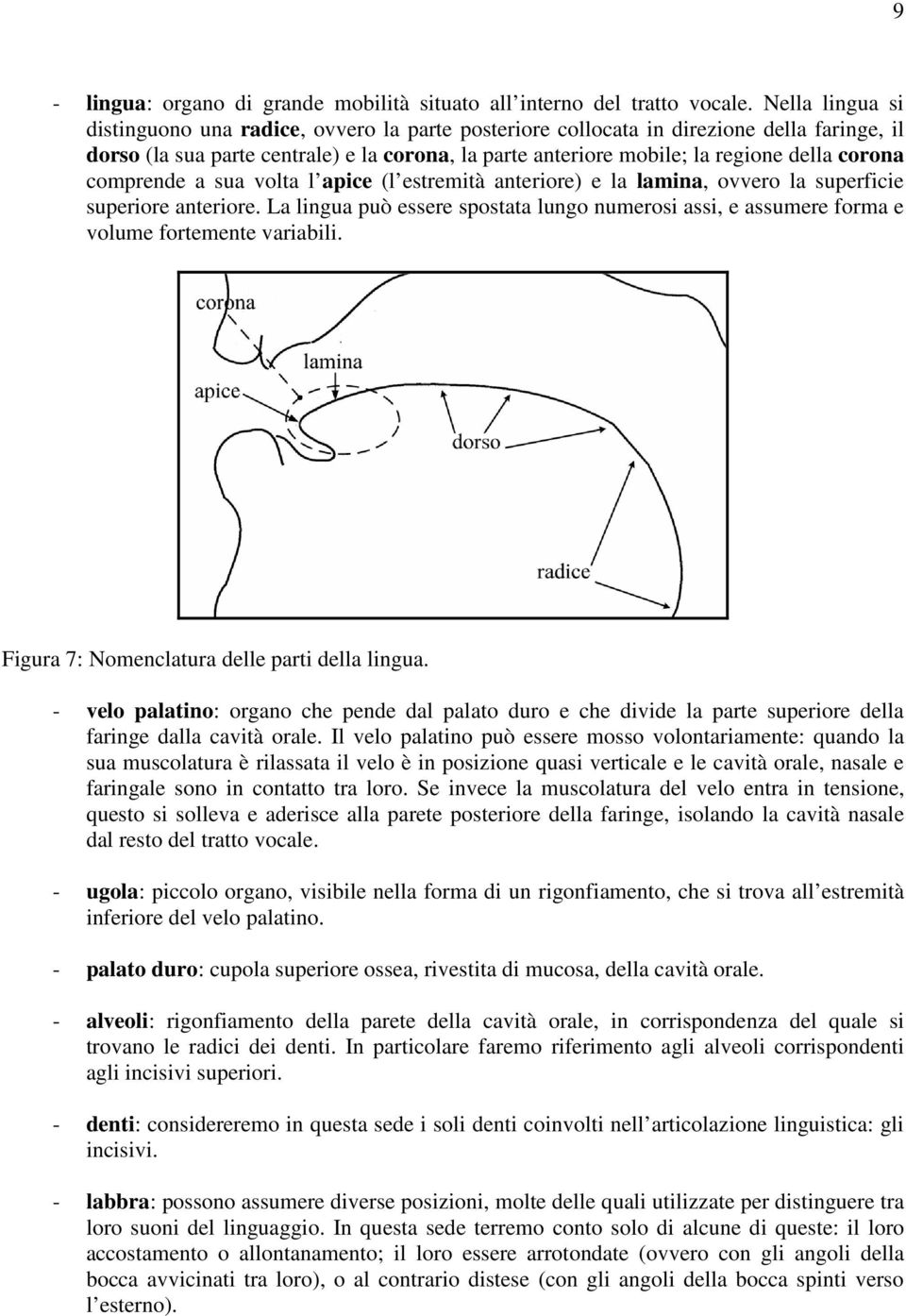 corona comprende a sua volta l apice (l estremità anteriore) e la lamina, ovvero la superficie superiore anteriore.