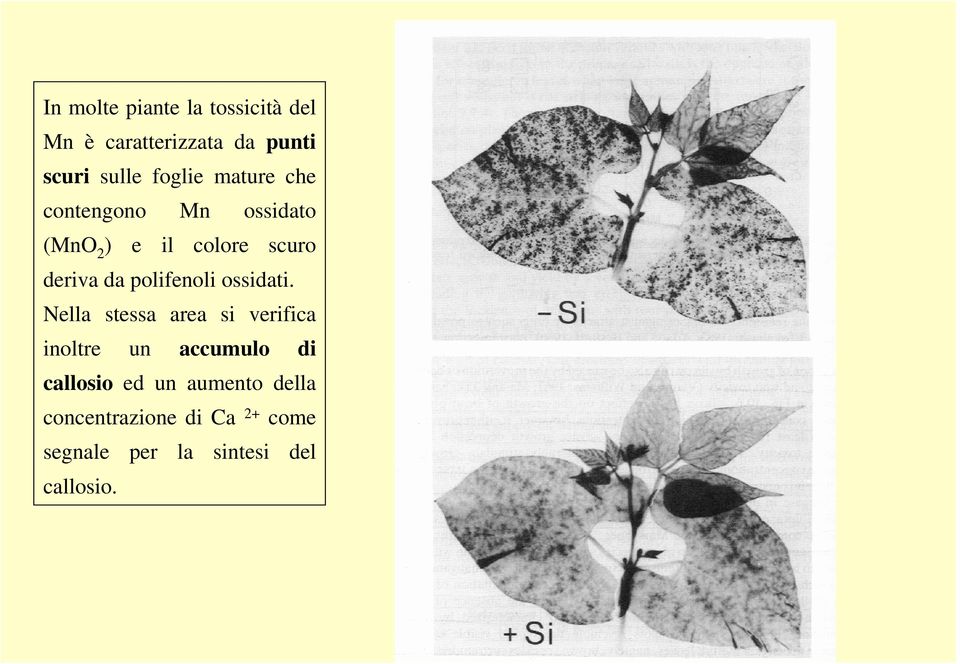 polifenoli ossidati.