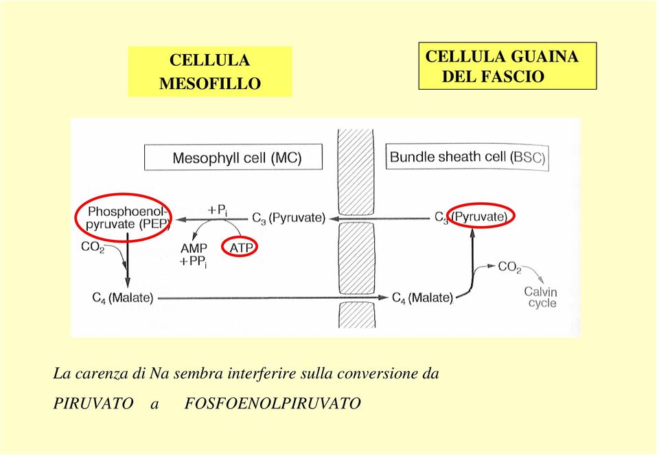 sembra interferire sulla