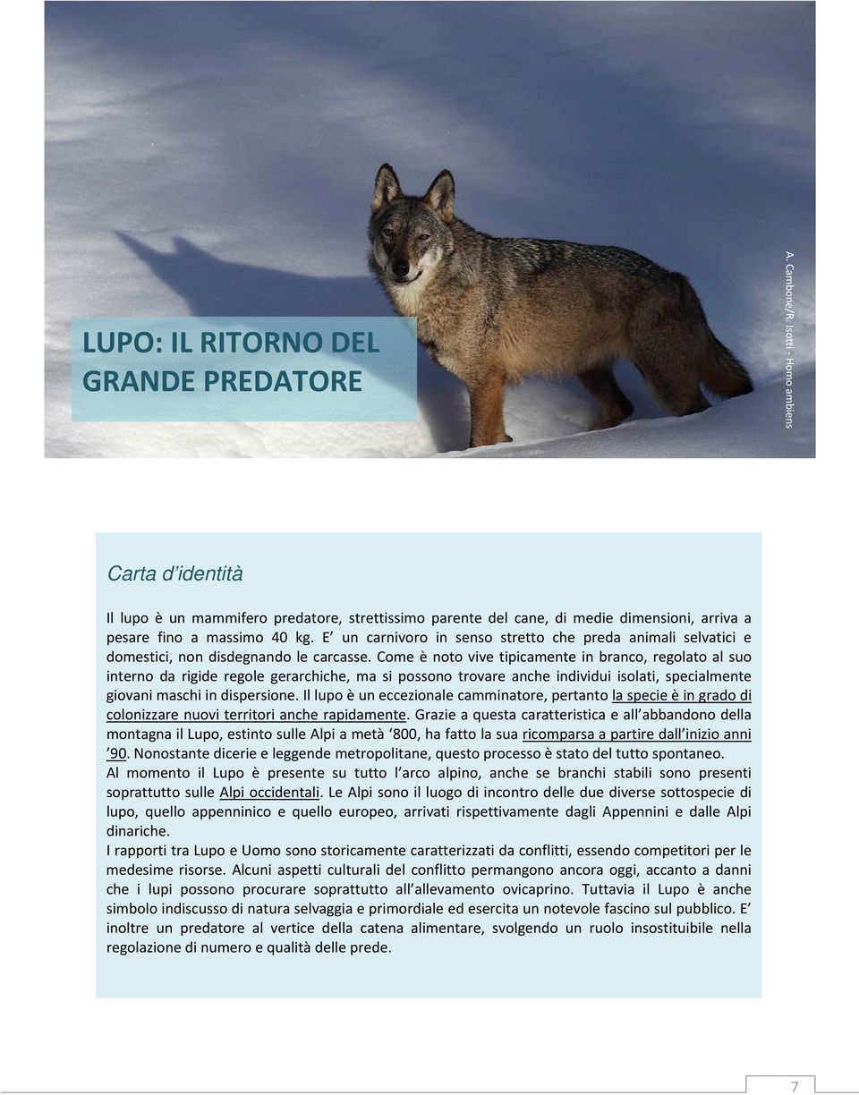 E un carnivoro in senso stretto che preda animali selvatici e domestici, non disdegnando le carcasse.