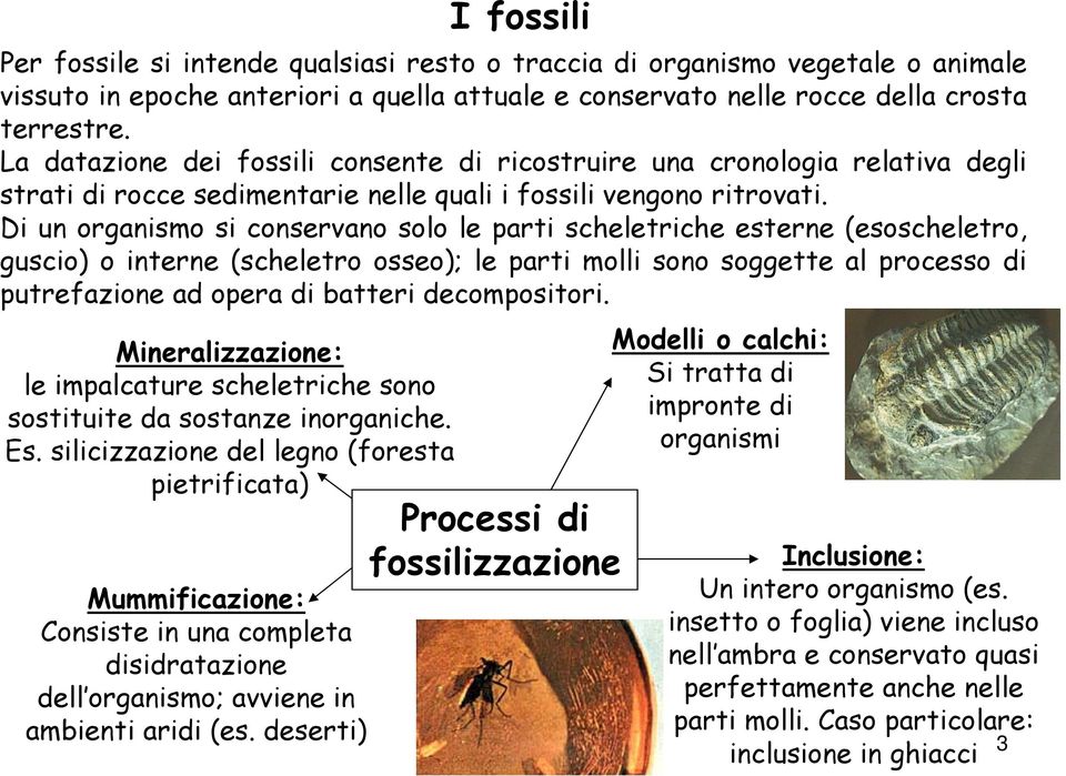 deserti) I fossili Per fossile si intende qualsiasi resto o traccia di organismo vegetale o animale vissuto in epoche anteriori a quella attuale e conservato nelle rocce della crosta terrestre.